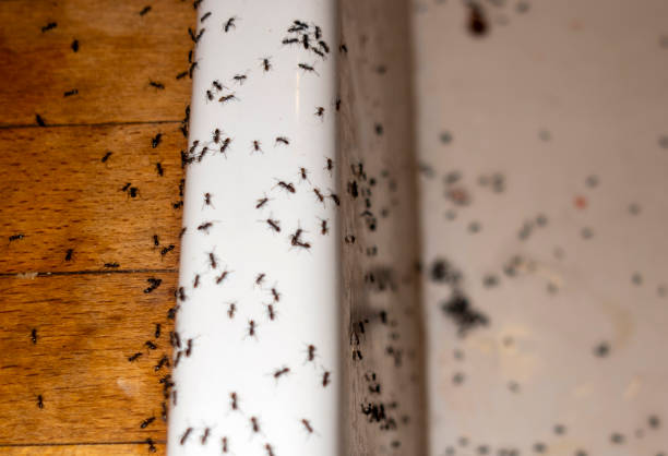 Best Insect Control  in Du Quoin, IL