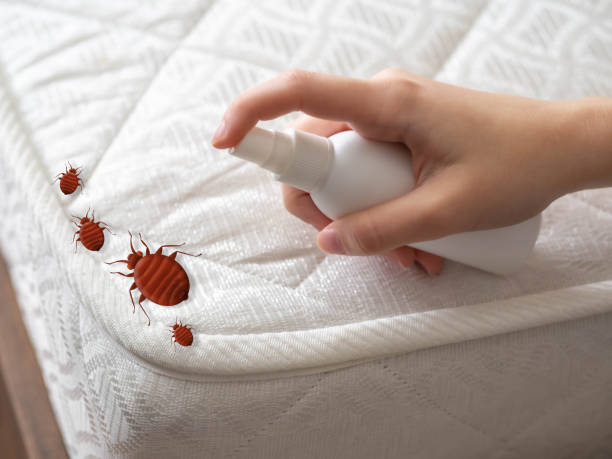 Best Spider Control Near Me  in Du Quoin, IL