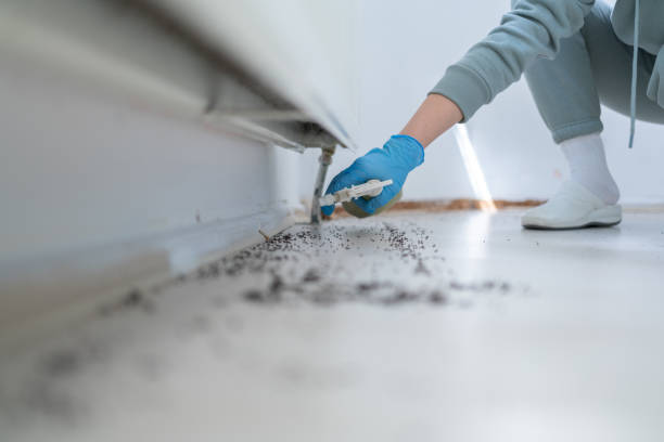 Best Wasp Removal Services  in Du Quoin, IL